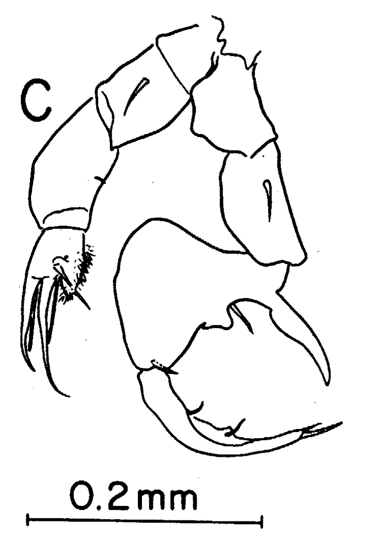 Espce Labidocera papuensis - Planche 5 de figures morphologiques