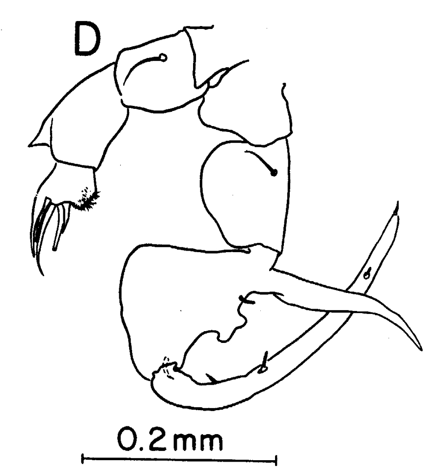 Espce Labidocera japonica - Planche 10 de figures morphologiques