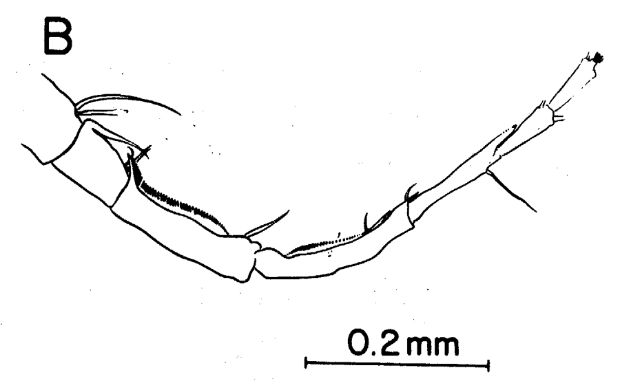 Espèce Labidocera moretoni - Planche 7 de figures morphologiques