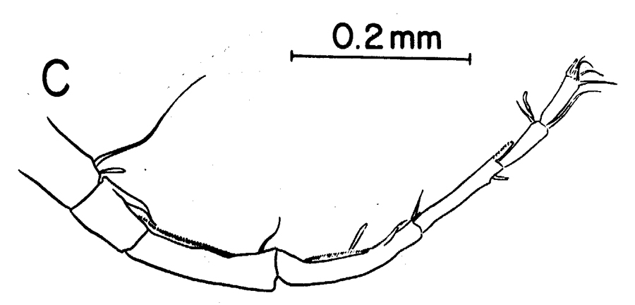 Espce Labidocera papuensis - Planche 6 de figures morphologiques