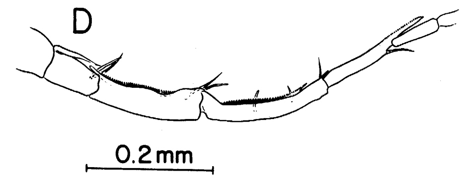 Espce Labidocera japonica - Planche 11 de figures morphologiques