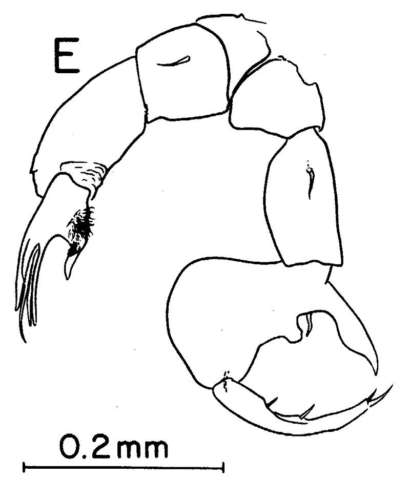 Species Labidocera pectinata - Plate 9 of morphological figures