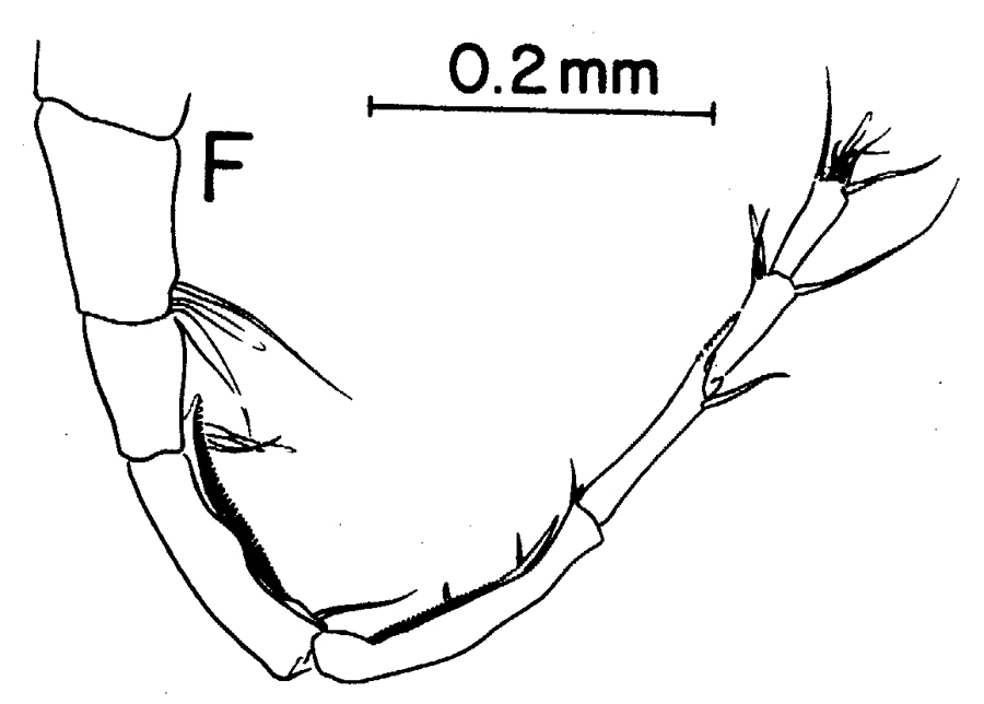 Espèce Labidocera rotunda - Planche 10 de figures morphologiques