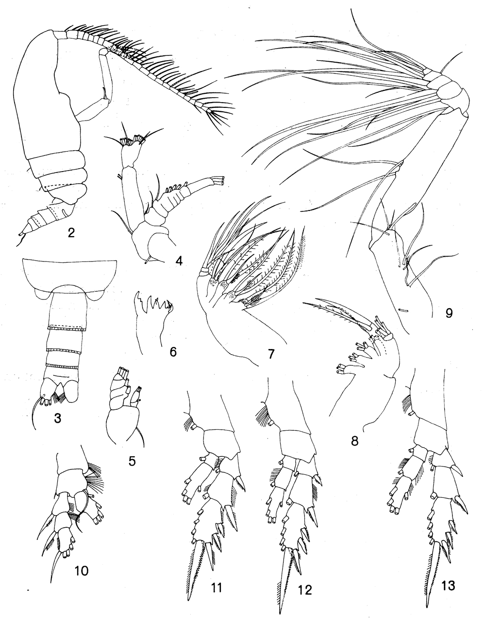 Species Bradyetes inermis - Plate 5 of morphological figures