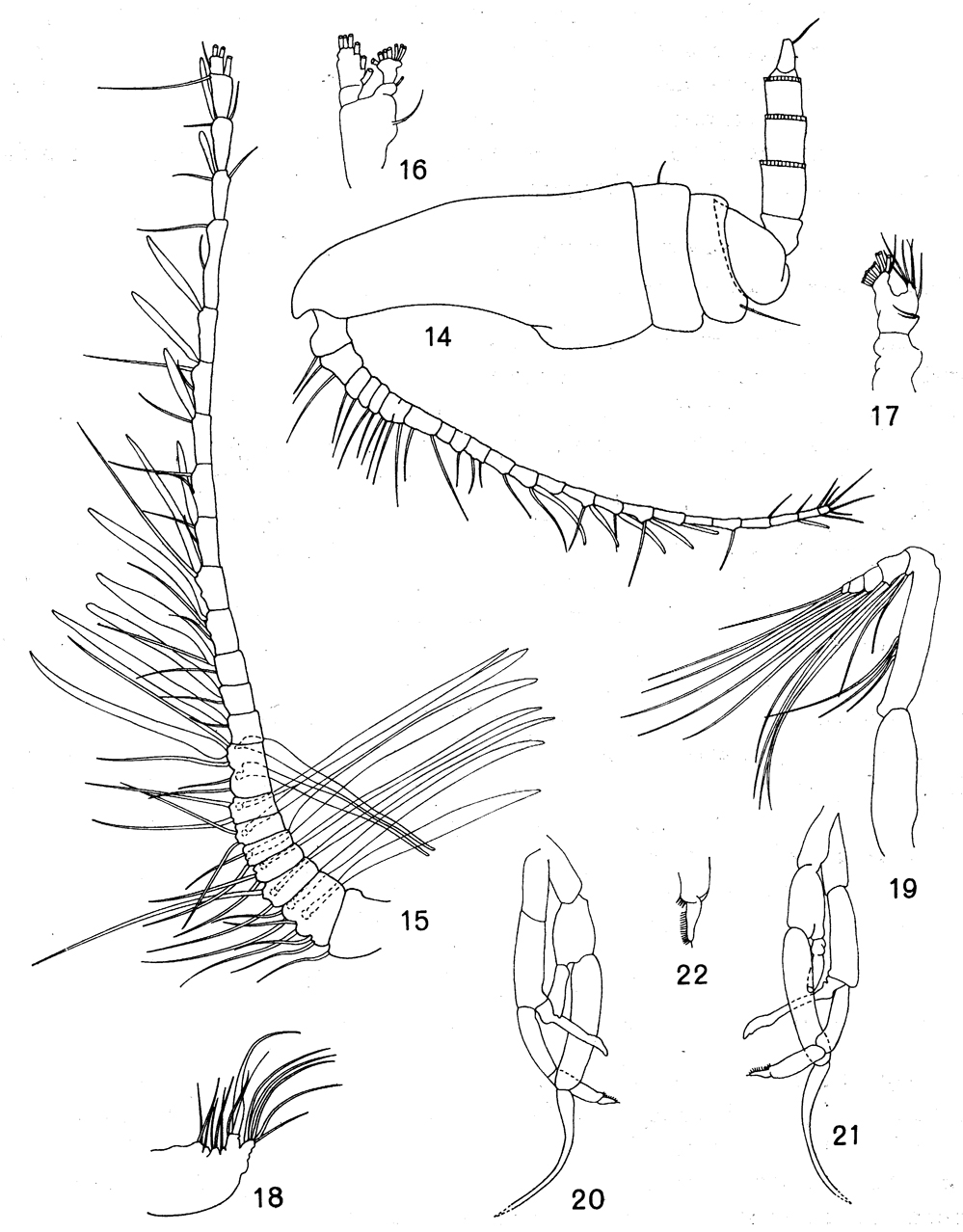 Species Bradyetes inermis - Plate 6 of morphological figures