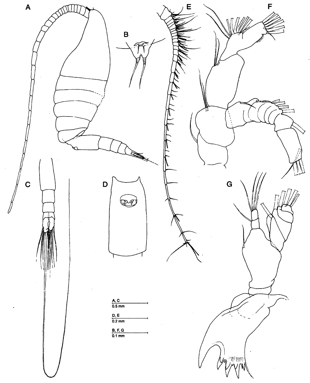 Espèce Caiconectes antiquus - Planche 1 de figures morphologiques