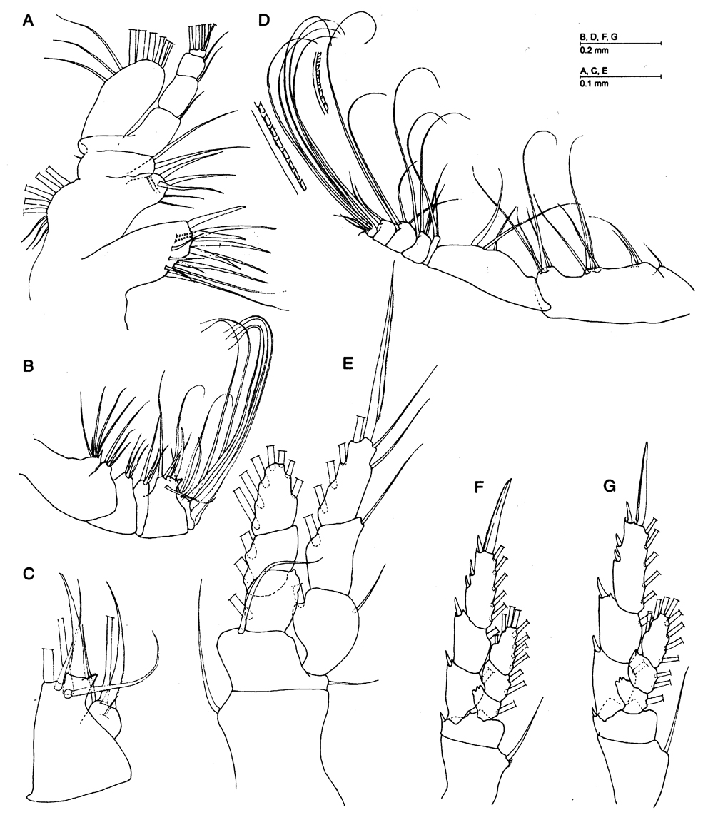 Espèce Caiconectes antiquus - Planche 2 de figures morphologiques