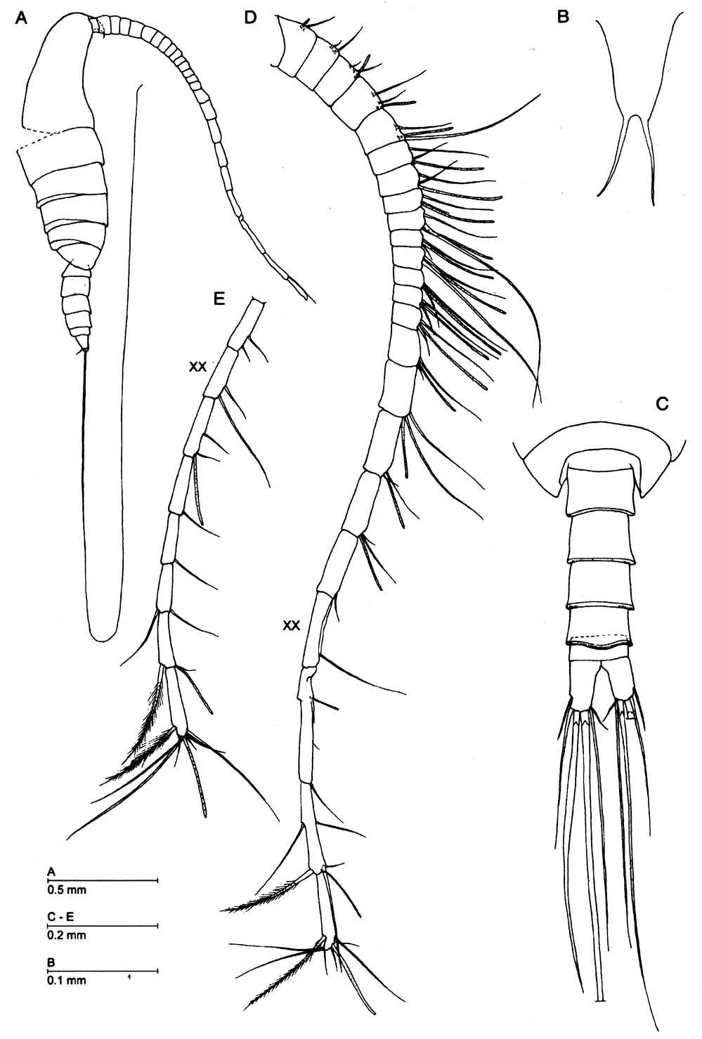 Espce Azygonectes plumosus - Planche 1 de figures morphologiques