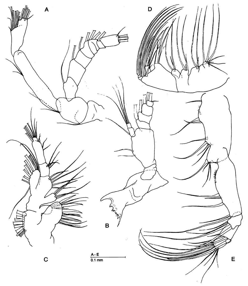 Species Azygonectes plumosus - Plate 2 of morphological figures