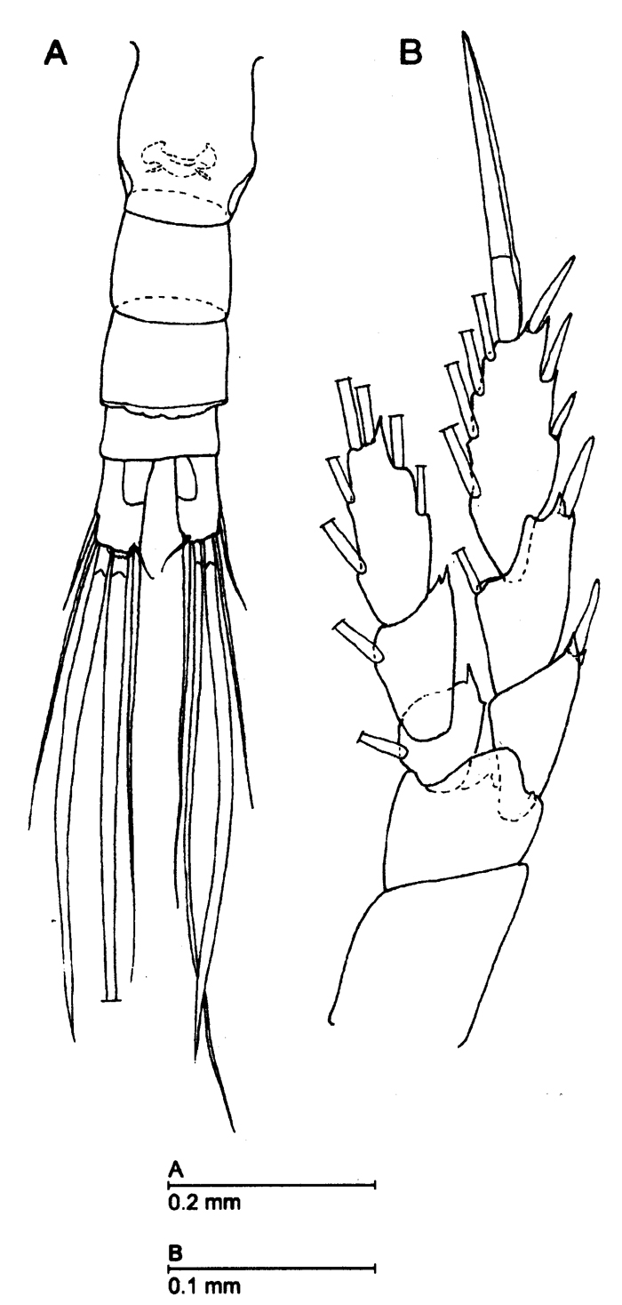 Espce Azygonectes plumosus - Planche 4 de figures morphologiques