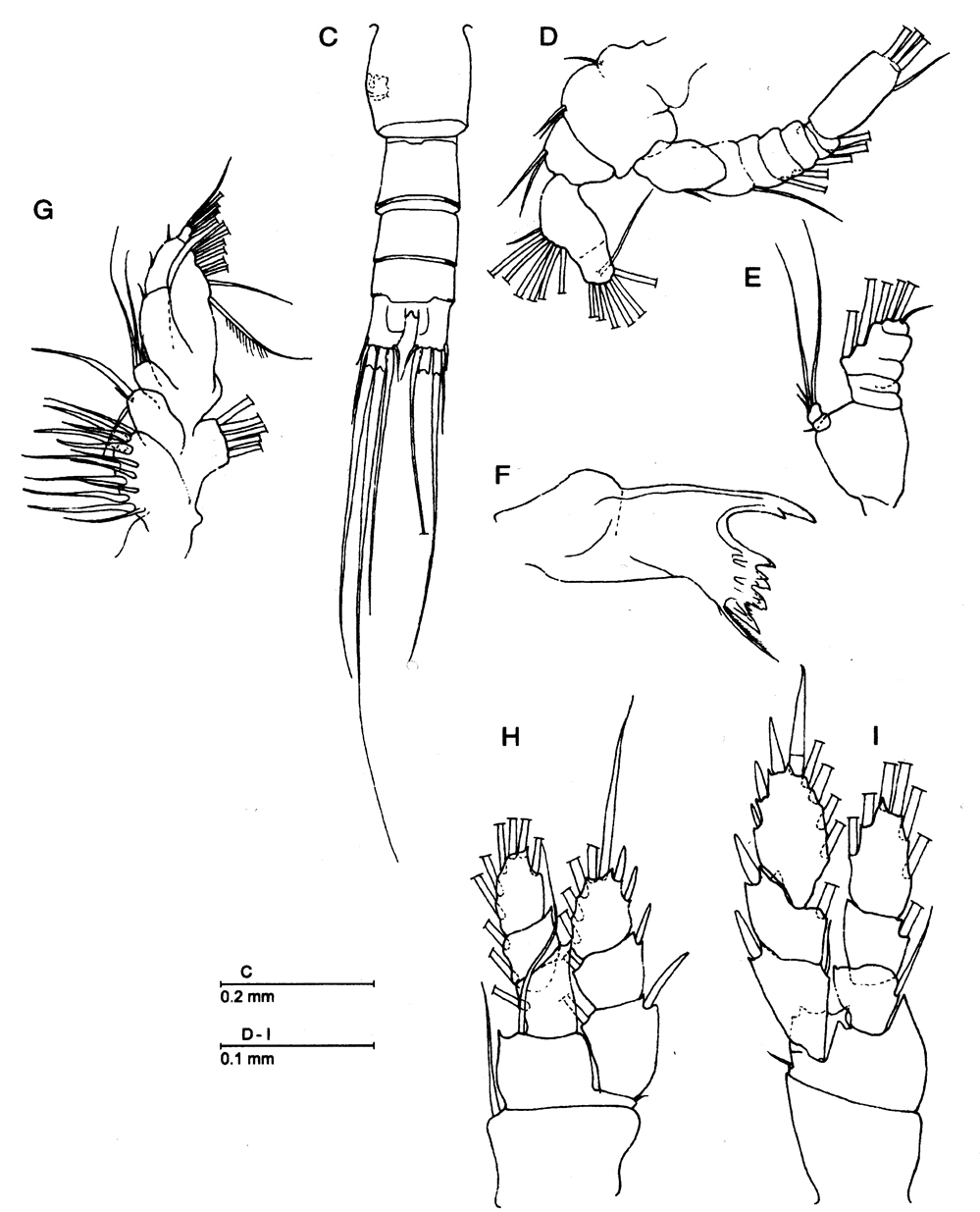 Espèce Bofuriella spinosa - Planche 1 de figures morphologiques