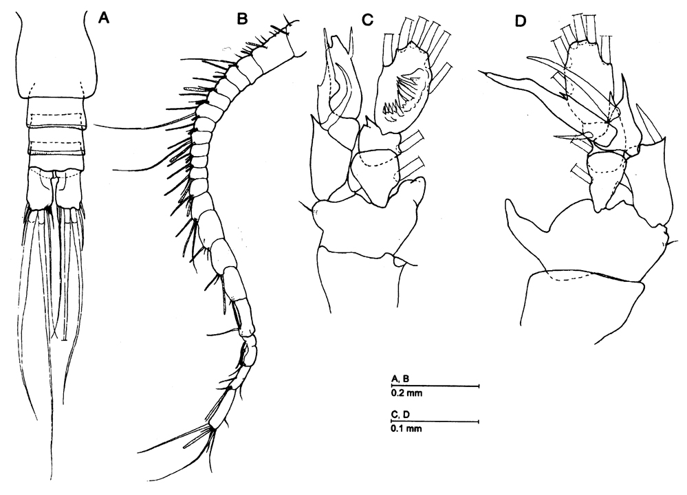 Espce Bofuriella paravorata - Planche 1 de figures morphologiques