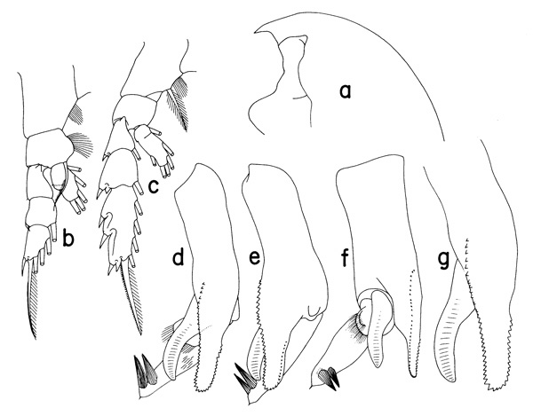 Espèce Paraeuchaeta pavlovskii - Planche 2 de figures morphologiques