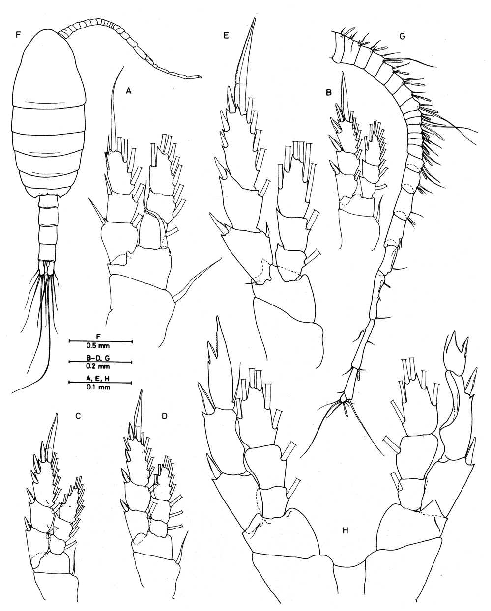 Espce Edaxiella rubra - Planche 2 de figures morphologiques