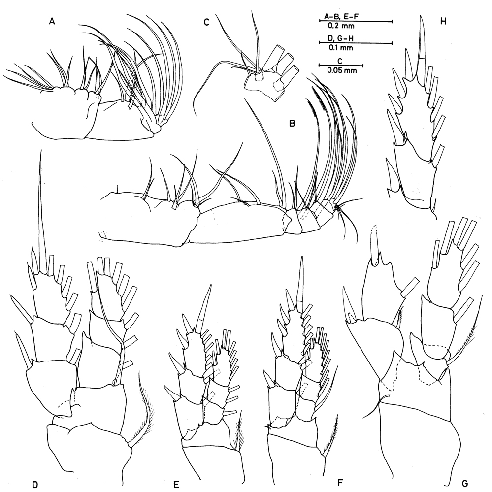 Espèce Enantronia canariensis - Planche 2 de figures morphologiques