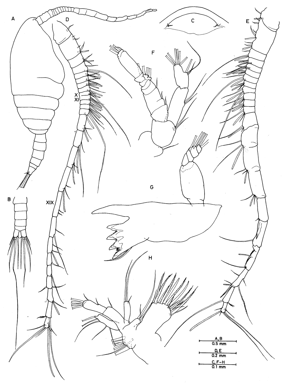 Species Enantronoides bahamensis - Plate 1 of morphological figures