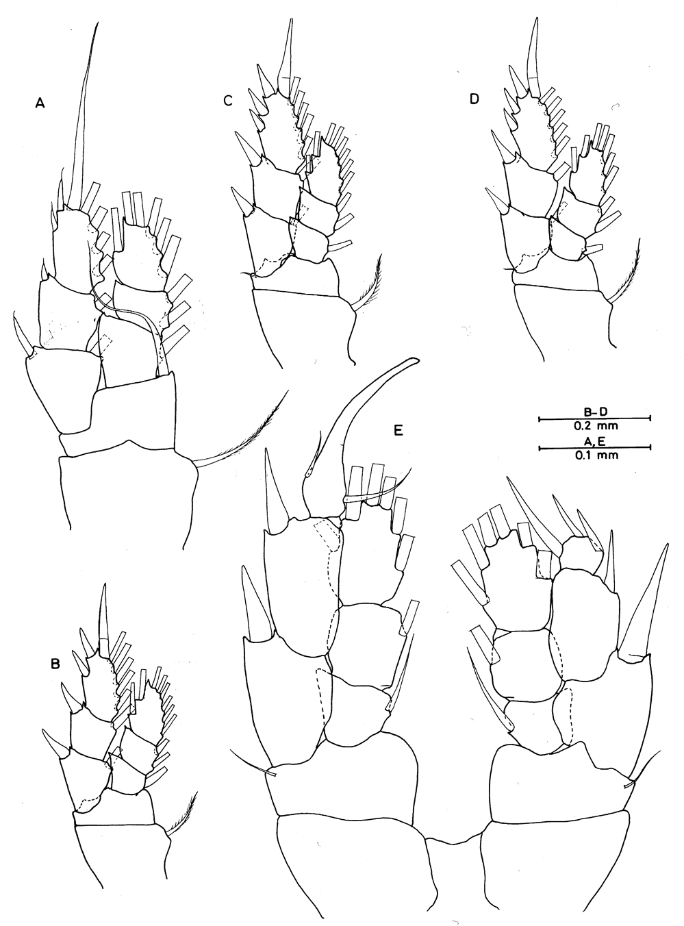 Espce Enantronoides bahamensis - Planche 2 de figures morphologiques