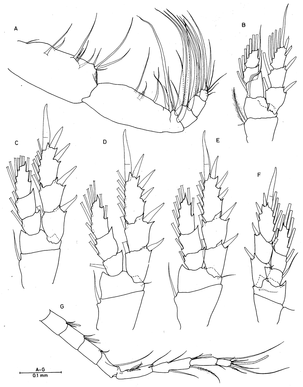 Espèce Enantiosis bermudensis - Planche 2 de figures morphologiques