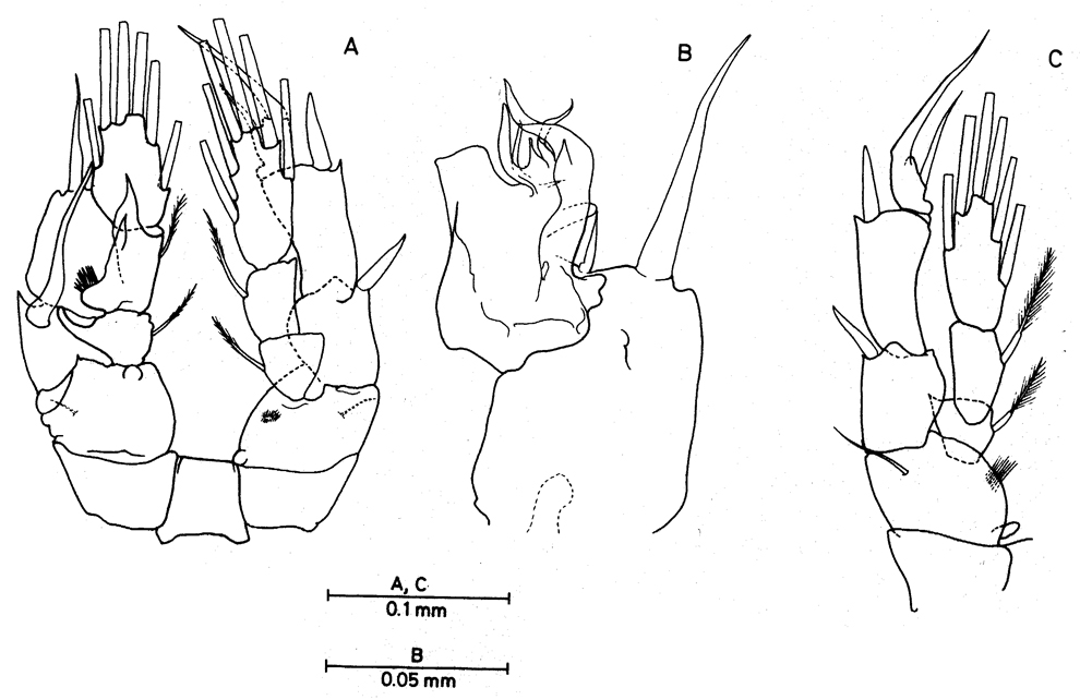 Species Enantiosis bermudensis - Plate 3 of morphological figures