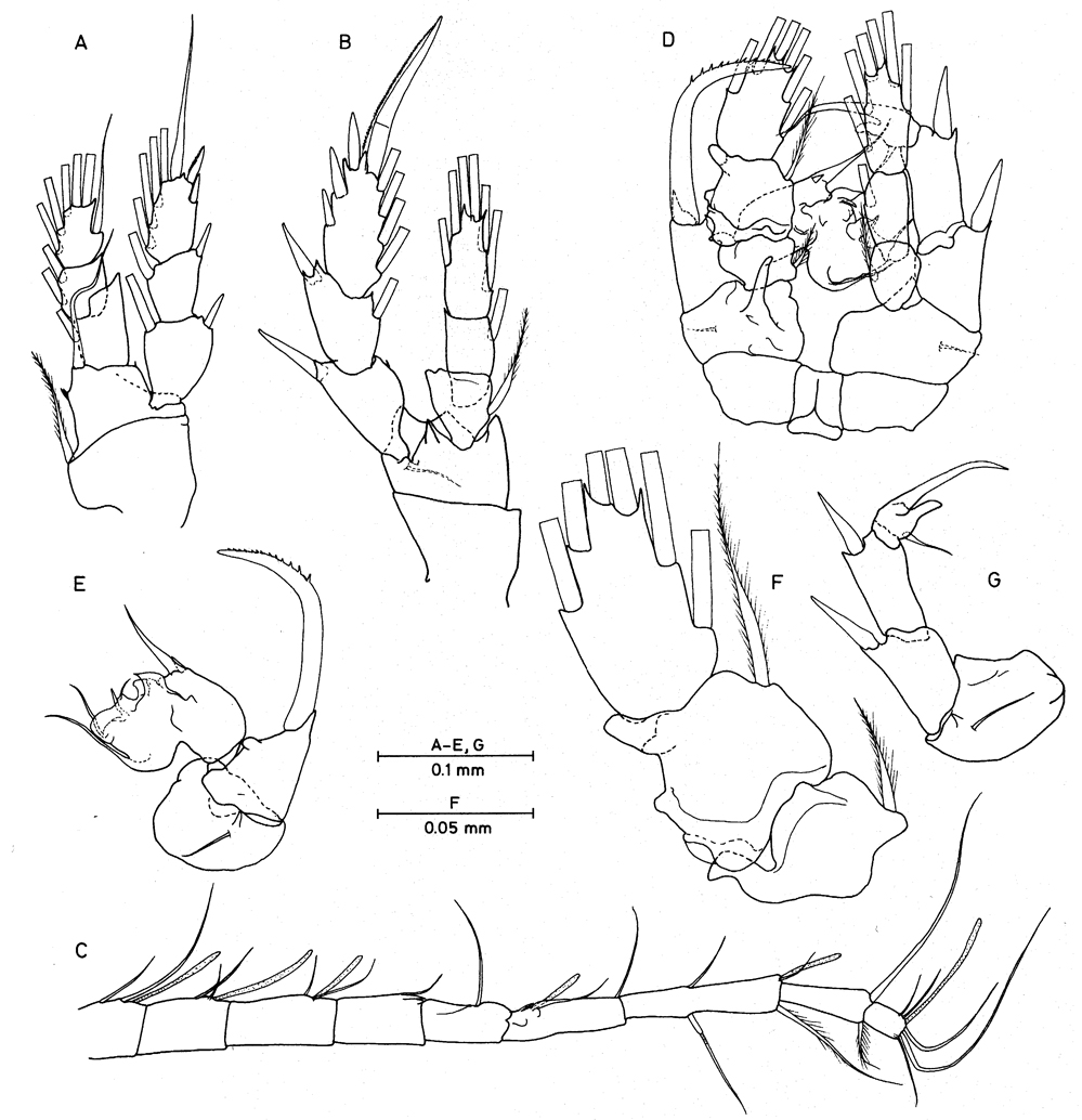 Espèce Enantiosis conspinulata - Planche 1 de figures morphologiques