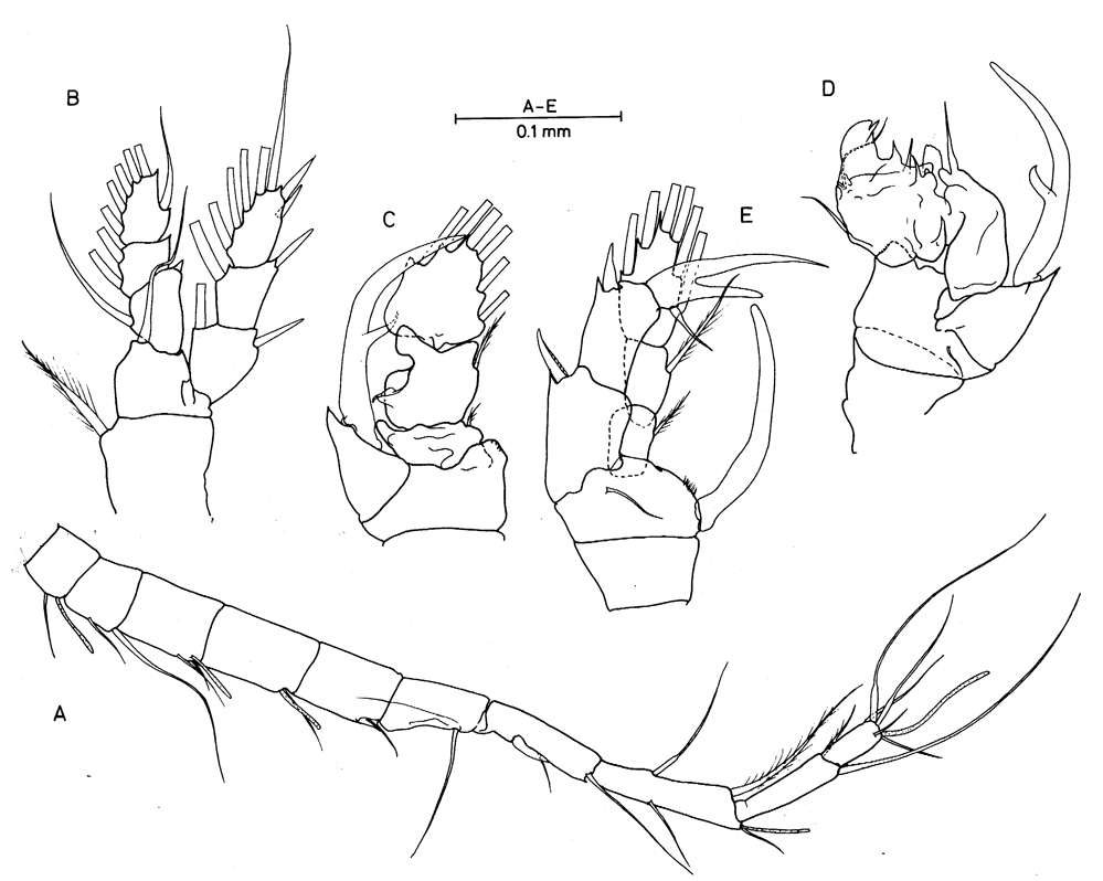 Espèce Enantiosis longiprocessa - Planche 1 de figures morphologiques