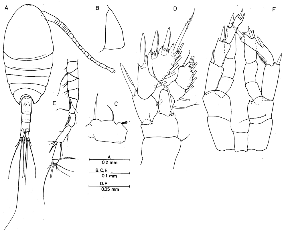 Species Epacteriscus cuspidantennula - Plate 1 of morphological figures
