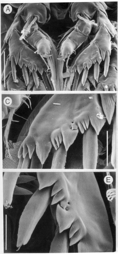 Espèce Epacteriscus cuspidantennula - Planche 3 de figures morphologiques