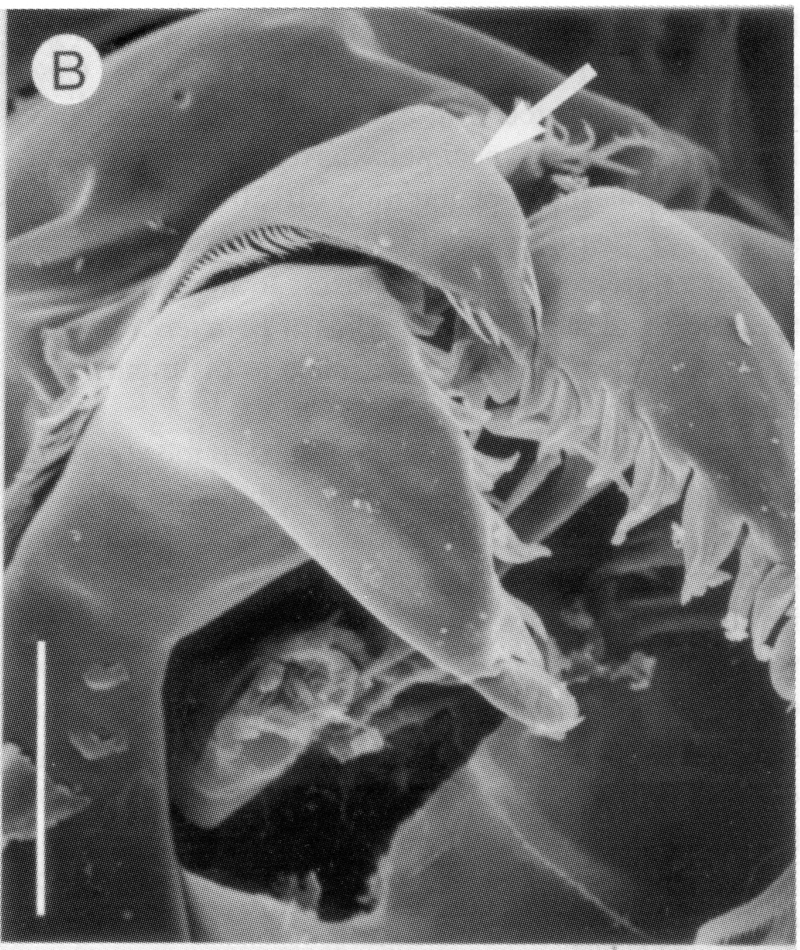 Species Epacteriscus dentipes - Plate 4 of morphological figures