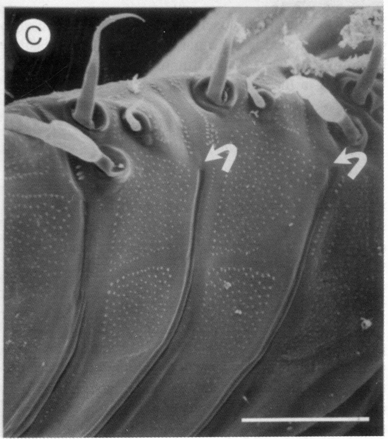 Species Edaxiella rubra - Plate 7 of morphological figures