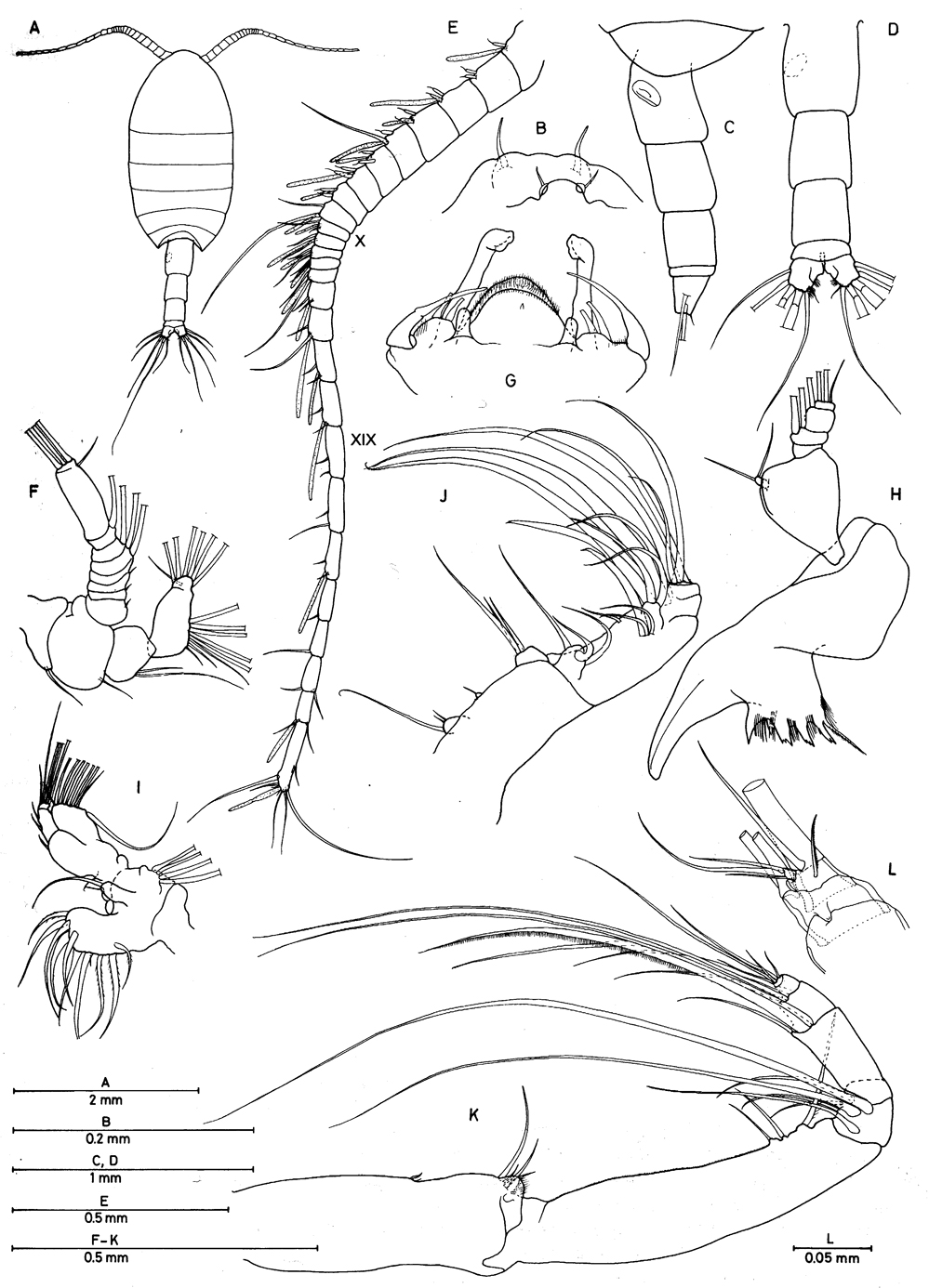 Espèce Bomburiella gigas - Planche 1 de figures morphologiques