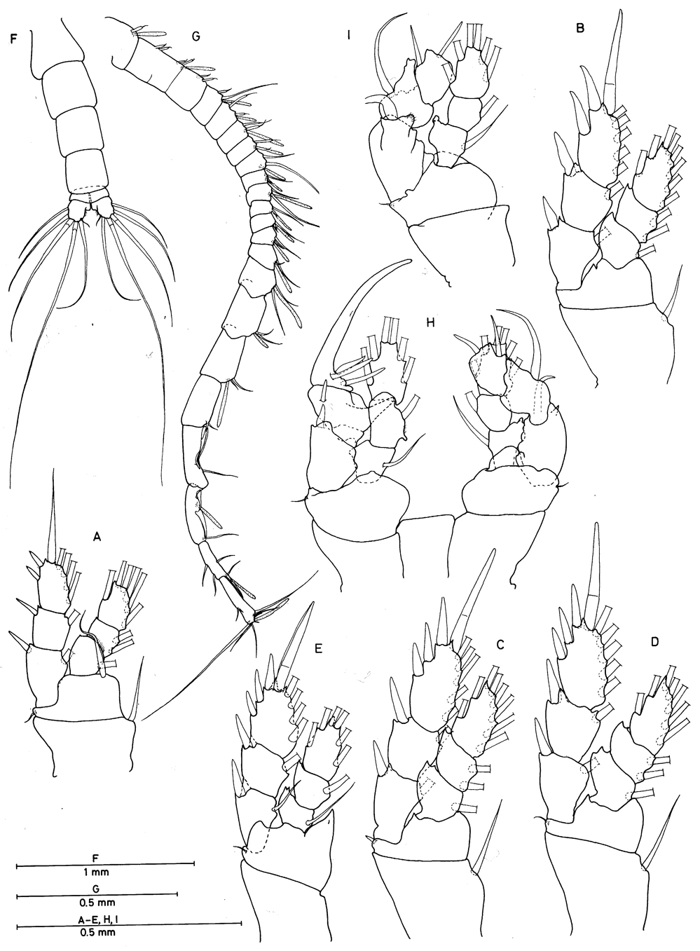 Espèce Bomburiella gigas - Planche 2 de figures morphologiques