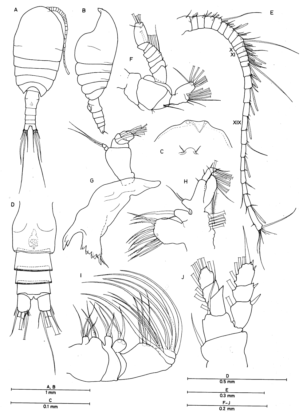 Espce Bofuriella vorata - Planche 1 de figures morphologiques