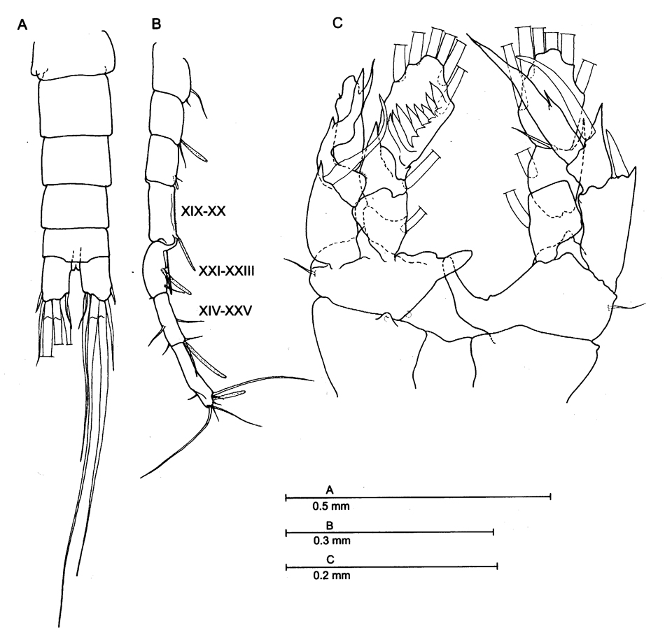 Espce Bofuriella vorata - Planche 3 de figures morphologiques
