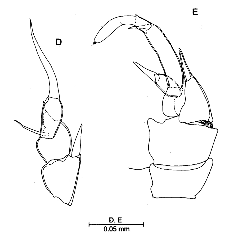 Espce Erebonectoides macrochaetus - Planche 1 de figures morphologiques
