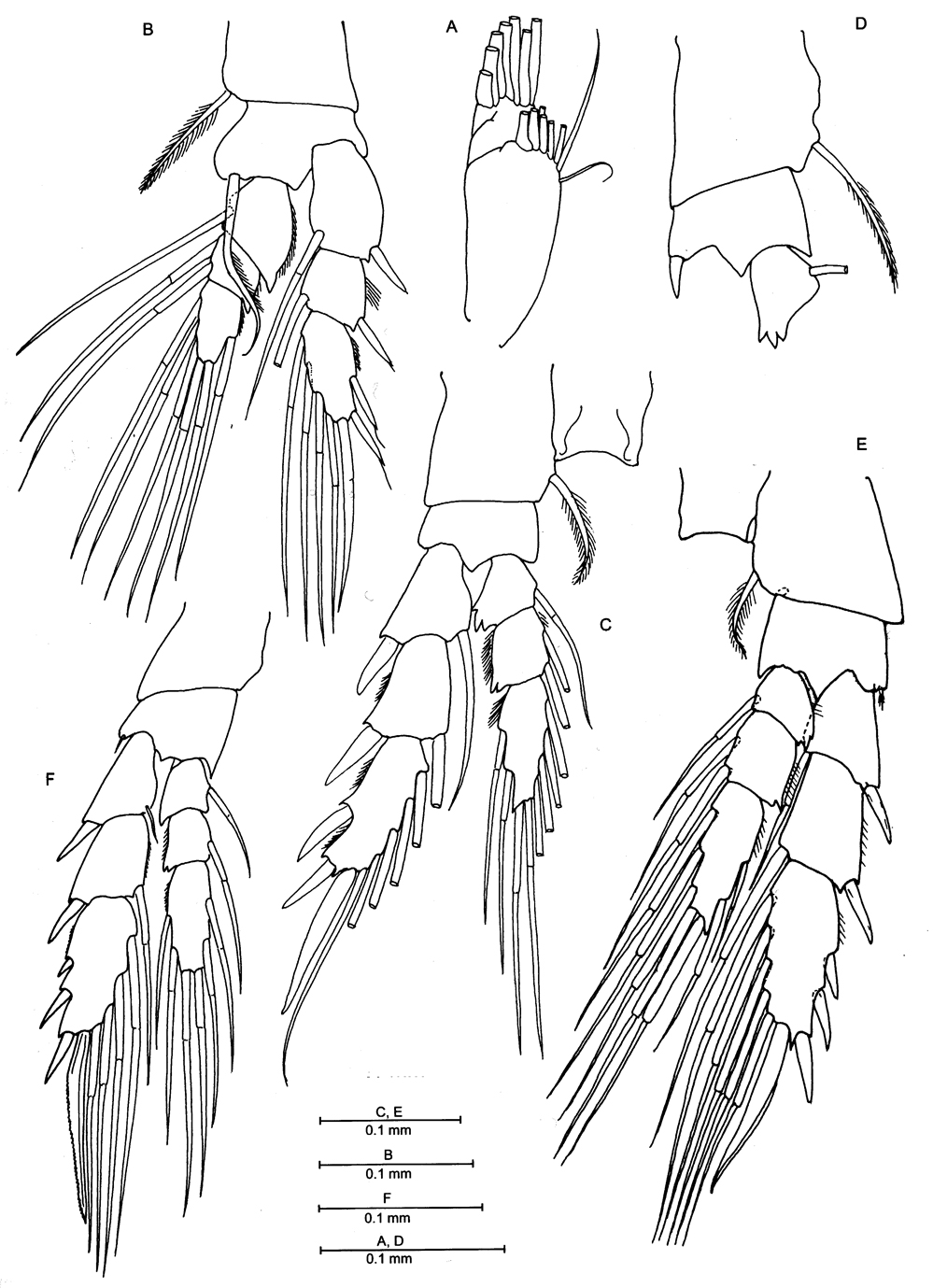 Species Balinella ornata - Plate 3 of morphological figures