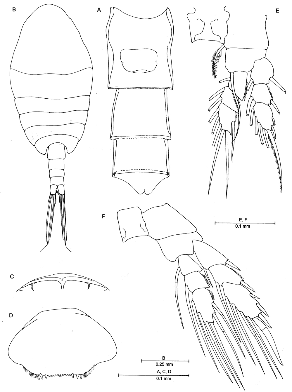 Species Oinella longiseta - Plate 3 of morphological figures