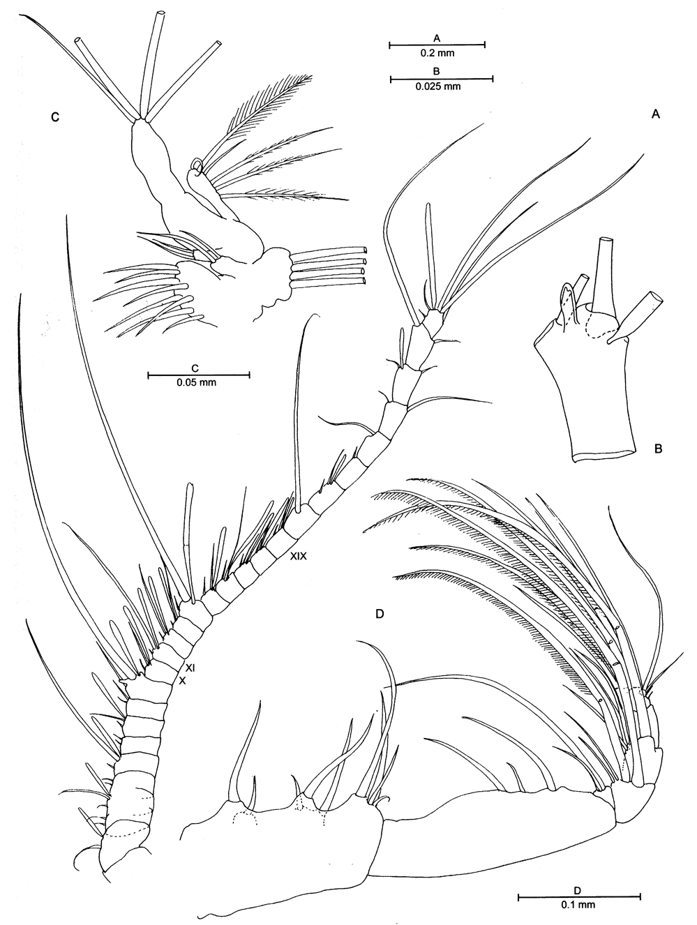 Species Oinella longiseta - Plate 4 of morphological figures