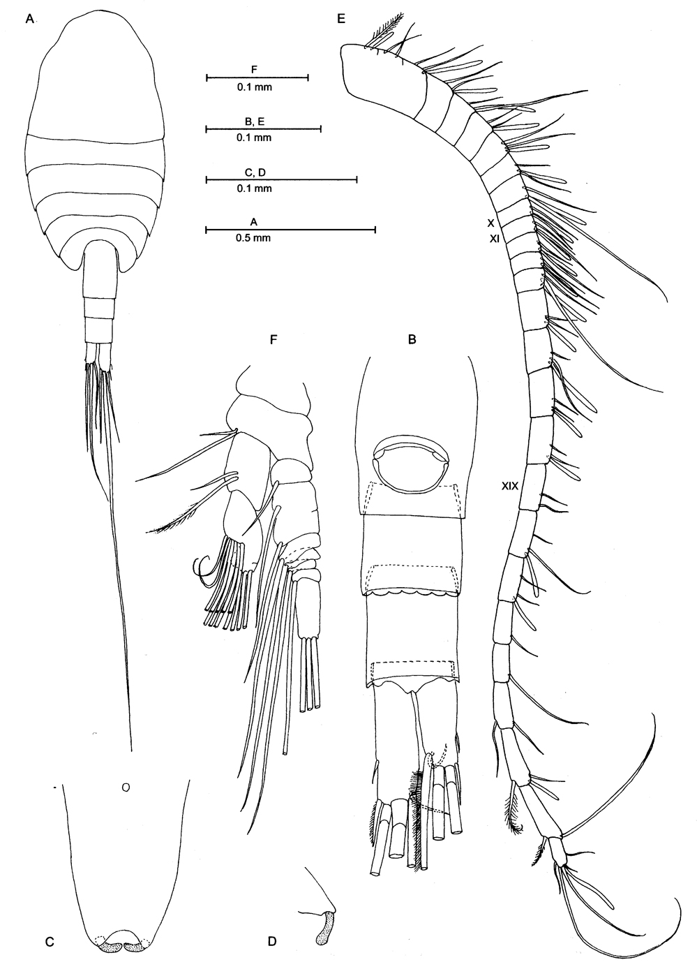 Espce Gloinella yagerae - Planche 1 de figures morphologiques
