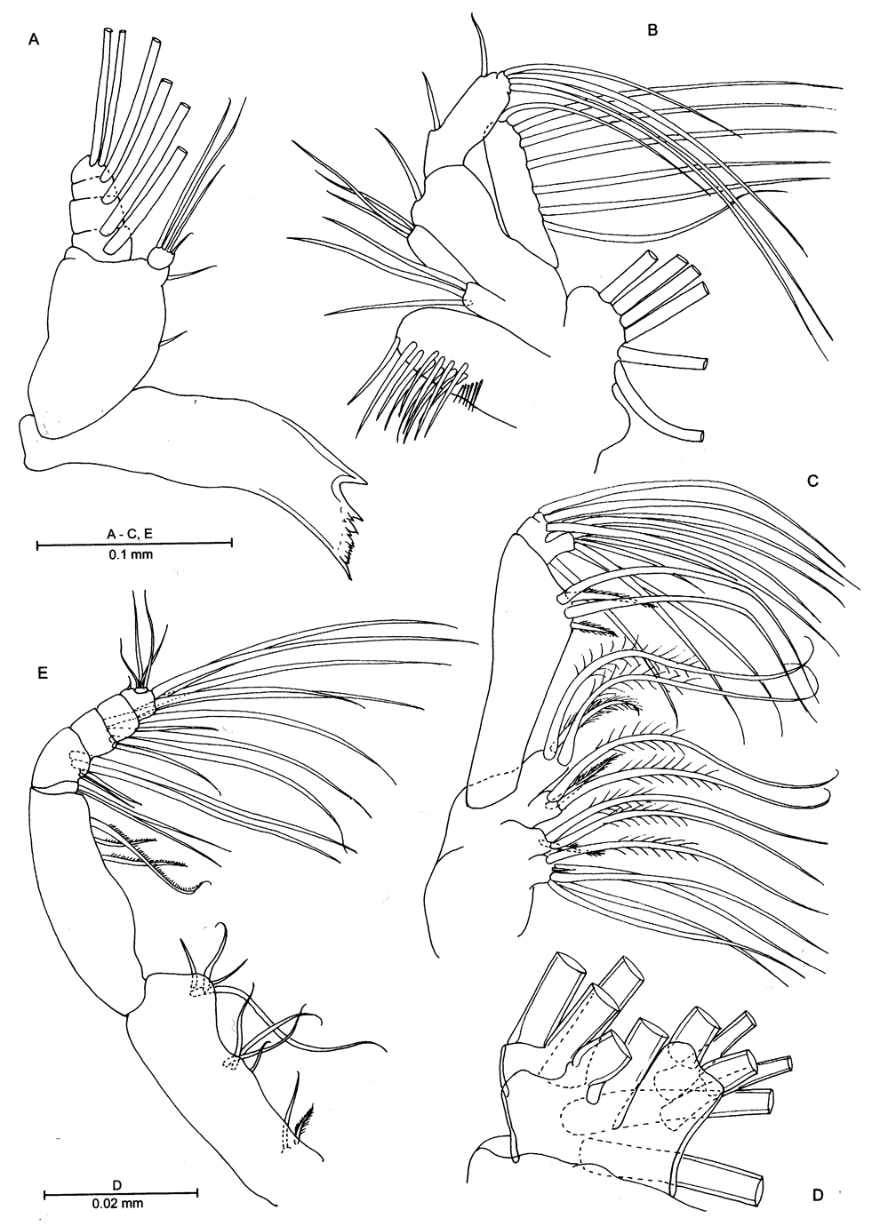 Species Gloinella yagerae - Plate 2 of morphological figures
