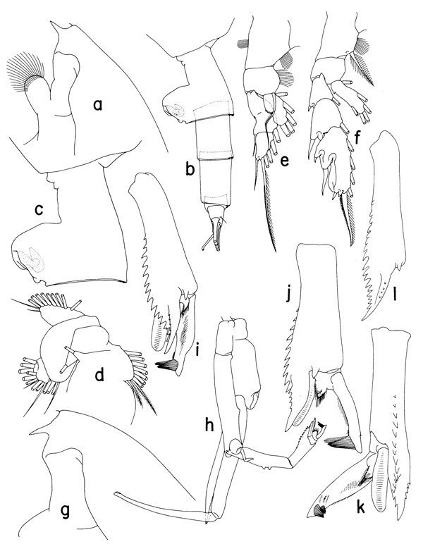 Species Paraeuchaeta tuberculata - Plate 1 of morphological figures