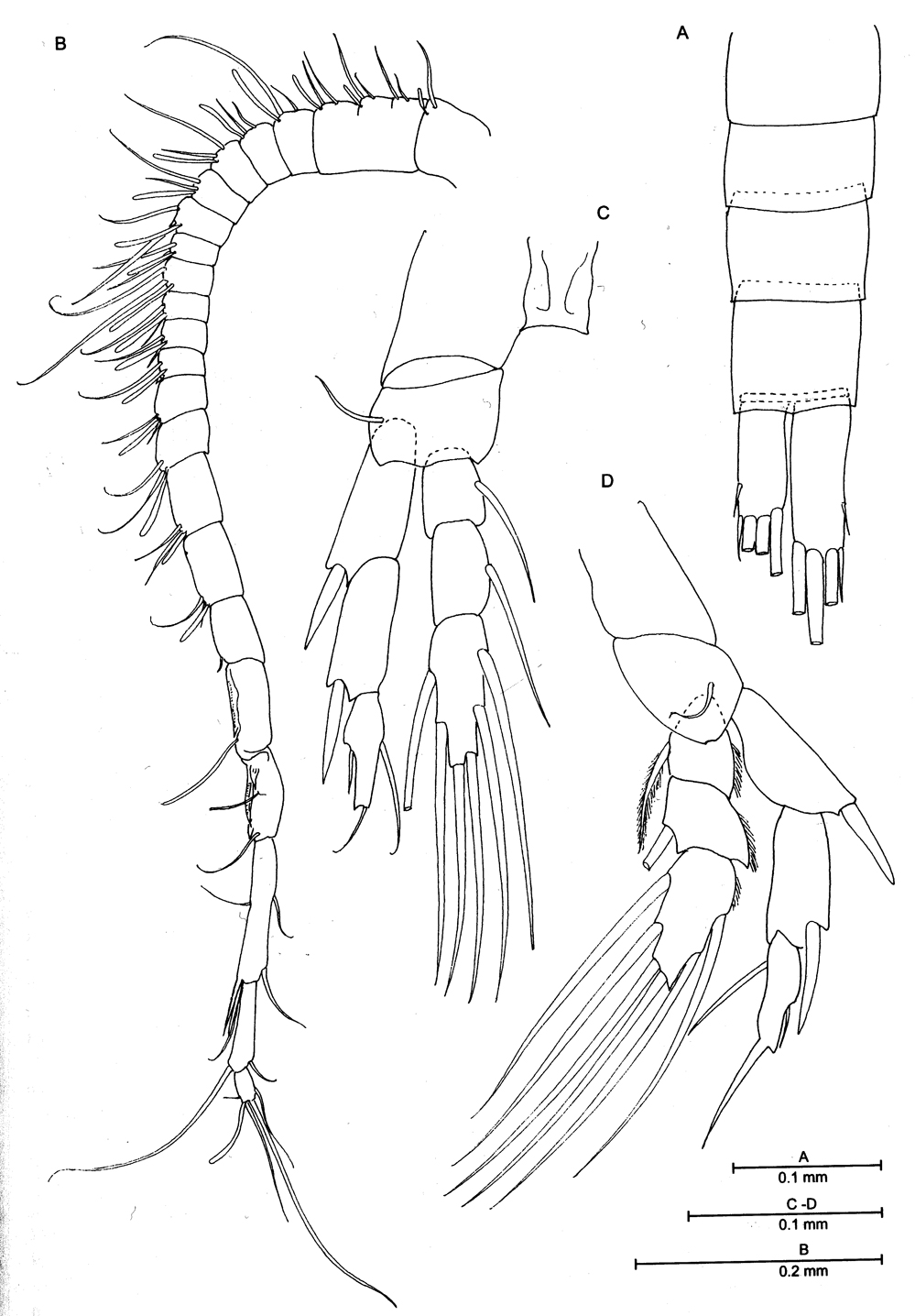 Species Gloinella yagerae - Plate 4 of morphological figures