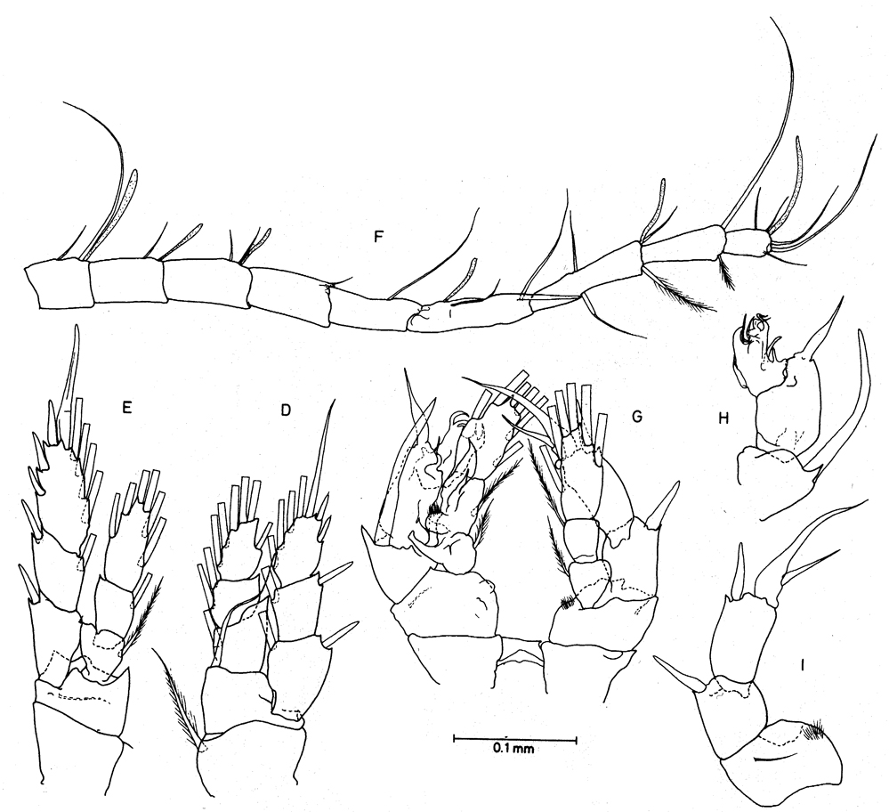 Species Enantiosis galapagensis - Plate 1 of morphological figures