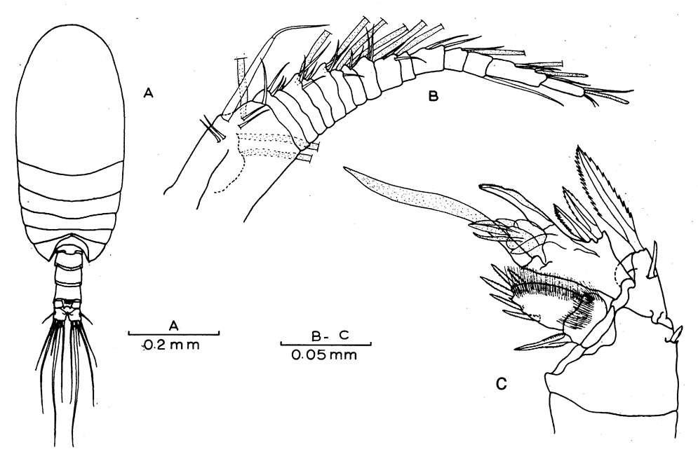 Species Platycopia inornata - Plate 3 of morphological figures