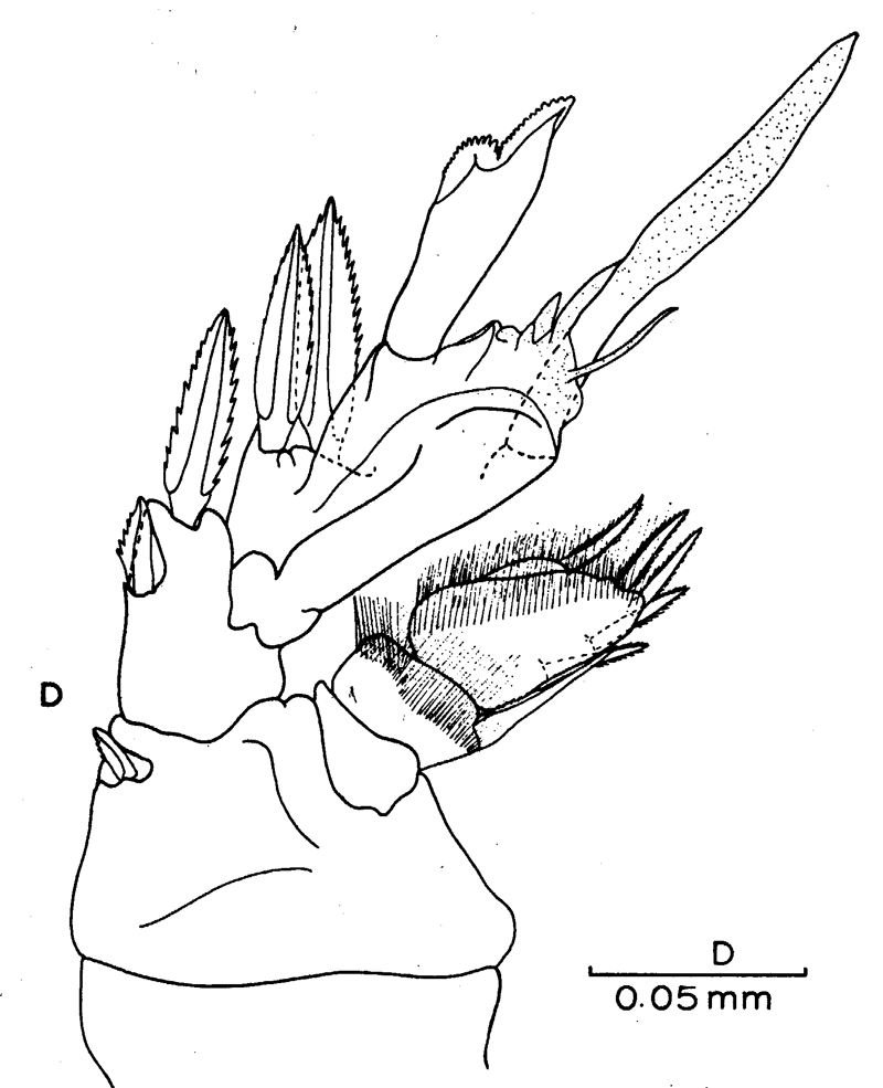 Espce Platycopia sp.B - Planche 1 de figures morphologiques