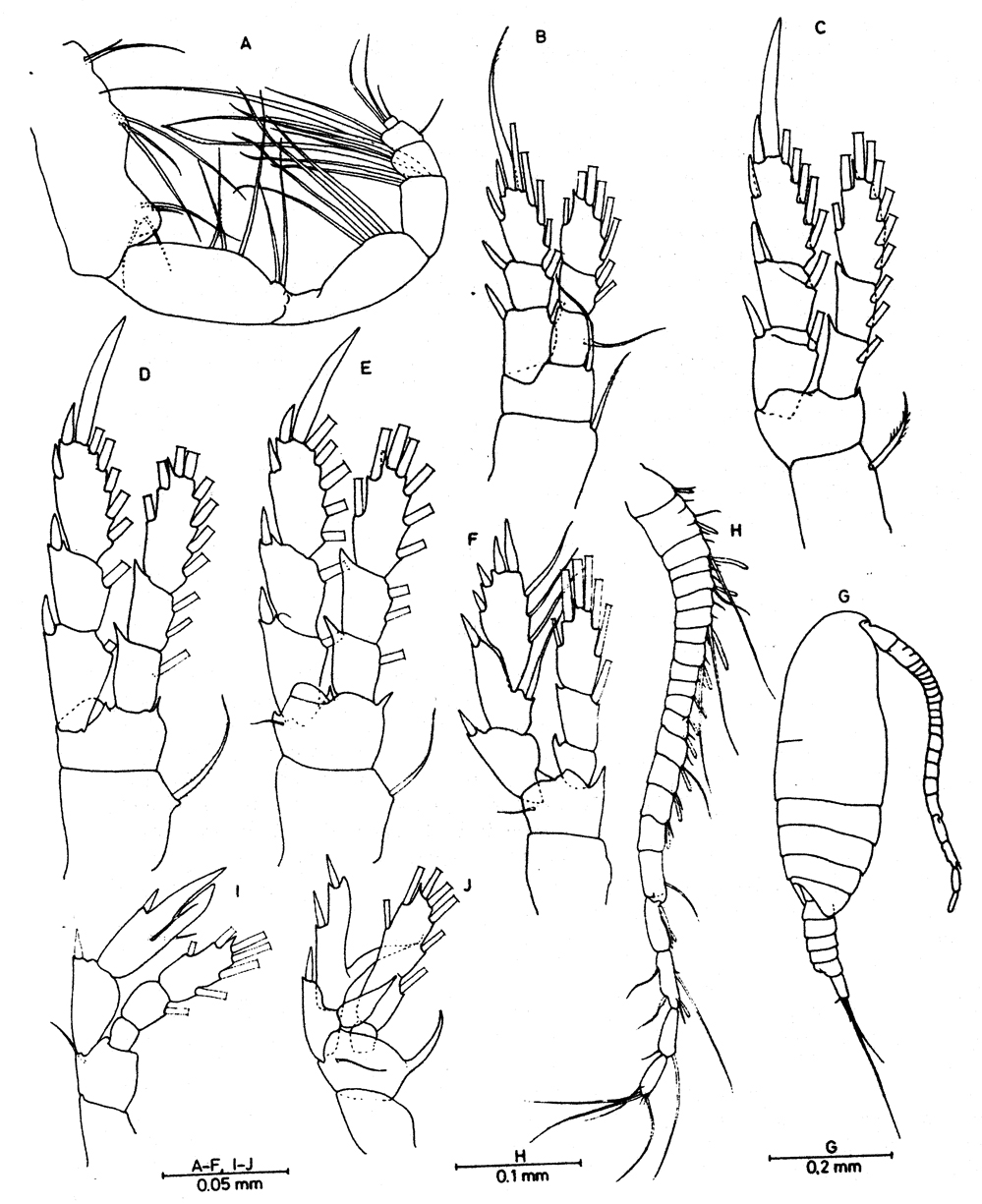 Espce Exumellina bucculenta - Planche 2 de figures morphologiques