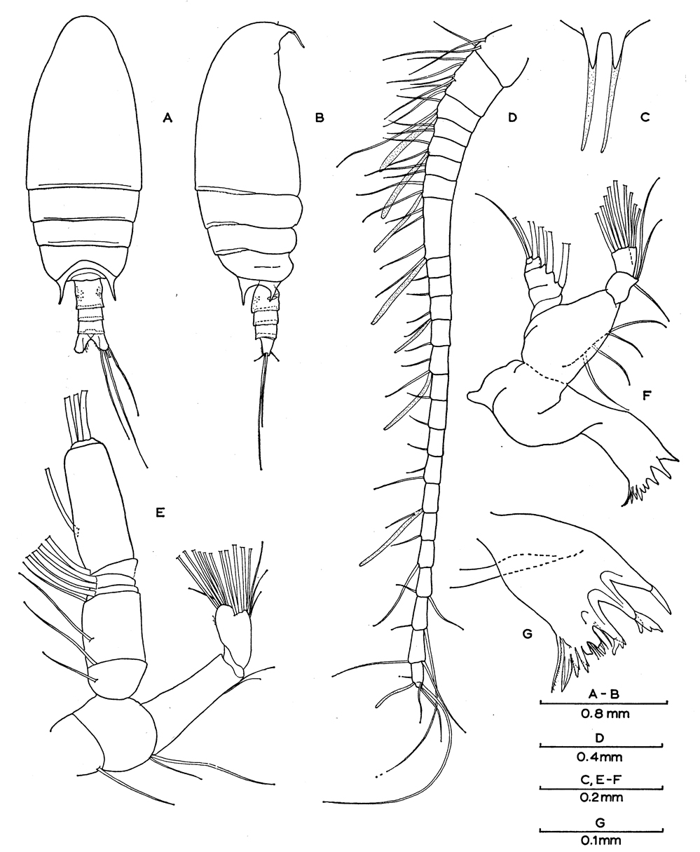 Species Neoscolecithrix farrani - Plate 3 of morphological figures