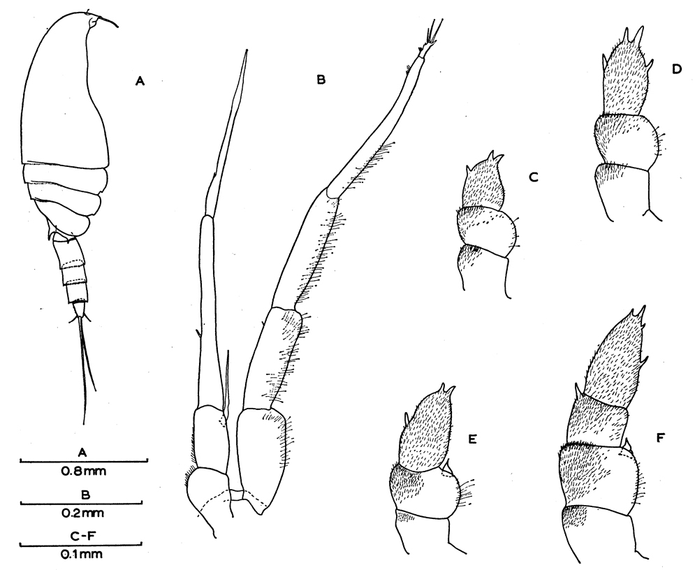 Espèce Neoscolecithrix farrani - Planche 5 de figures morphologiques