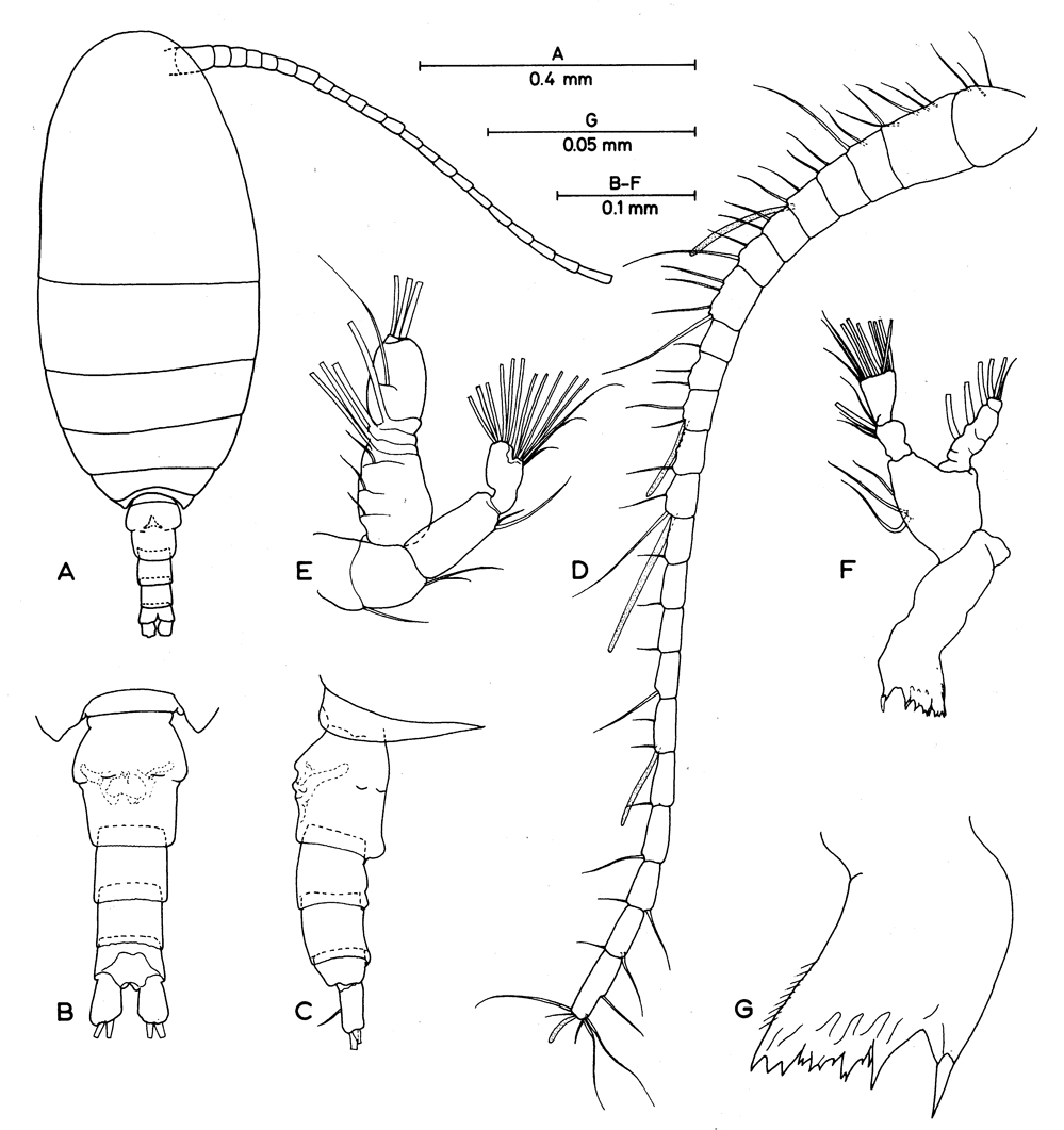 Species Damkaeria falcifera - Plate 1 of morphological figures