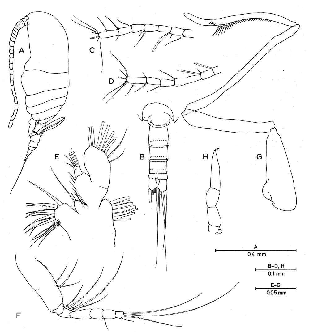 Species Damkaeria falcifera - Plate 3 of morphological figures