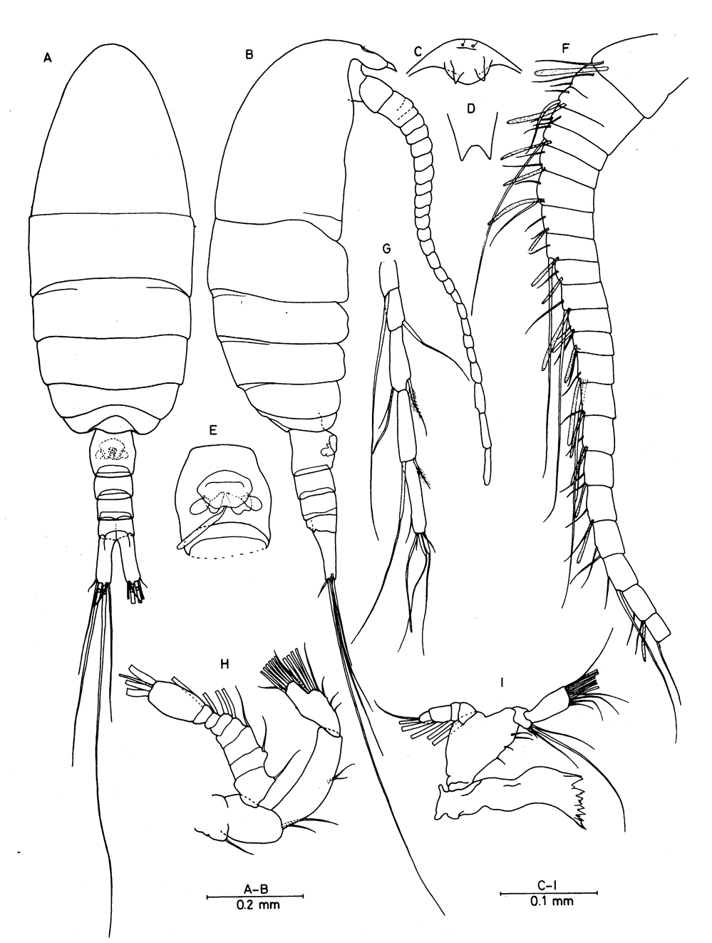 Espce Brattstromia longicaudata - Planche 1 de figures morphologiques